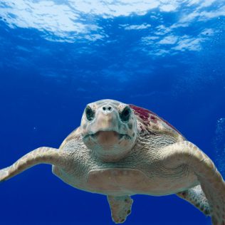 Eine Meeresschildkröte aus dem Ionischen Meer