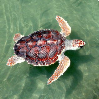 Eine Meeresschildkröte von oben aus dem Ionischen Meer bei Zakynthos